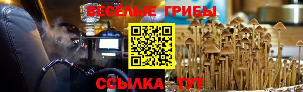 Псилоцибиновые грибы Psilocybe Алапаевск